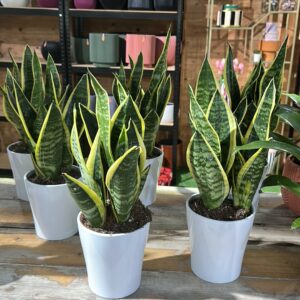 Sansevieria trifasciata