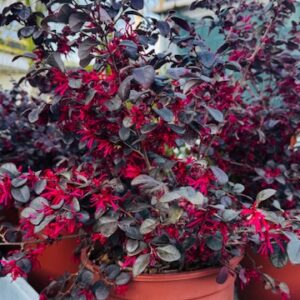 LOROPETALUM CHINENSE