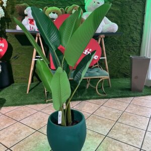 STRELIZIA ARTIFICIALE H 120