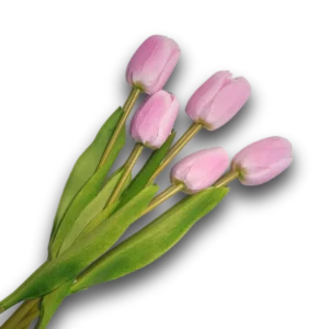 TULIPANI ROSA