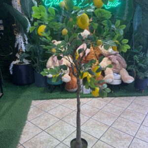 PIANTA DI LIMONE