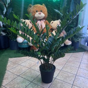 PIANTA ZAMIOCULCAS