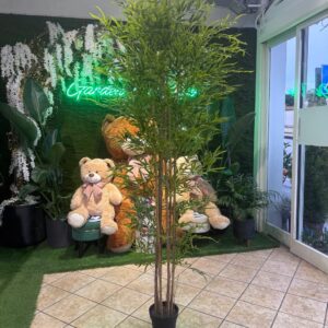 PIANTA BAMBU