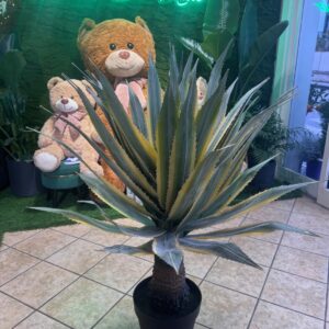 PIANTA AGAVE