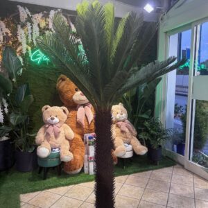 PIANTA CYCAS