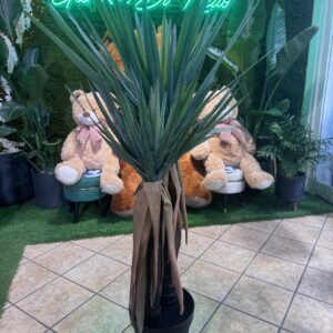 PIANTA AGAVE